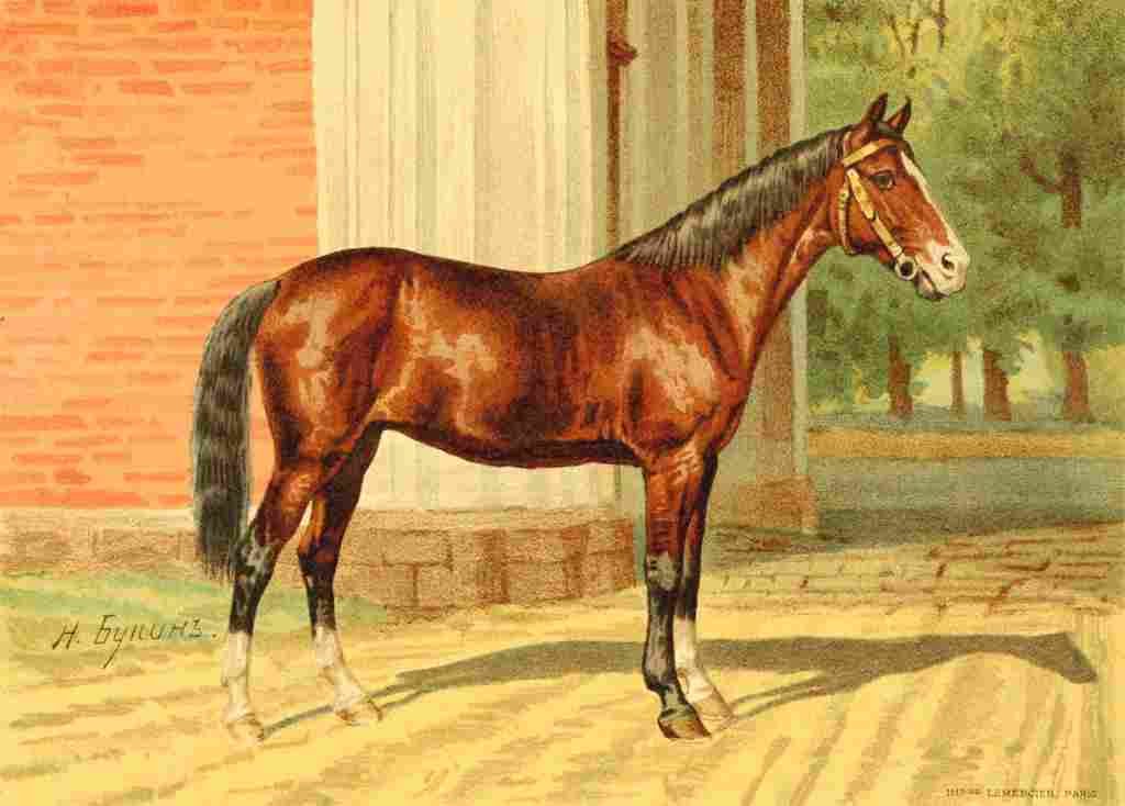 Bounine M Les Races Chevalines 1894 Arabella A4 Photo Print