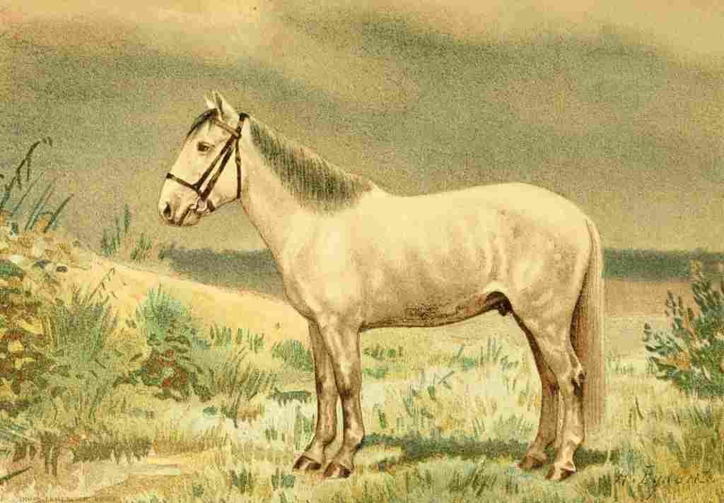 Bounine M Les Races Chevalines 1894 Bachkir A4 Photo Print