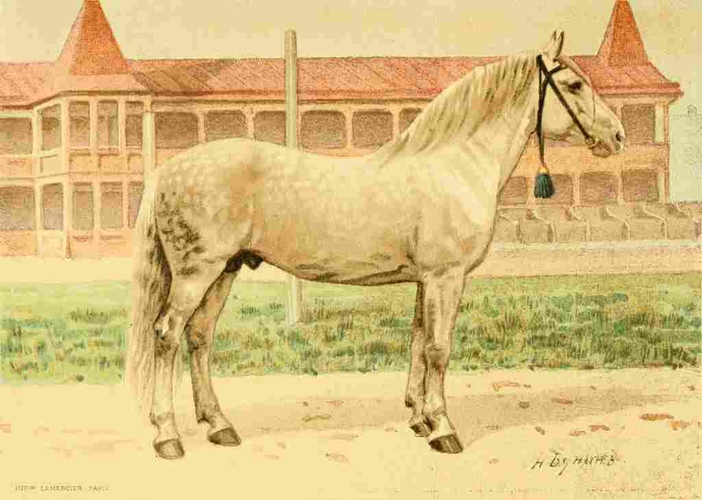 Bounine M Les Races Chevalines 1894 Besimianka A4 Photo Print