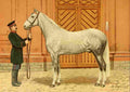 Bounine M Les Races Chevalines 1894 Boukharetz A4 Photo Print