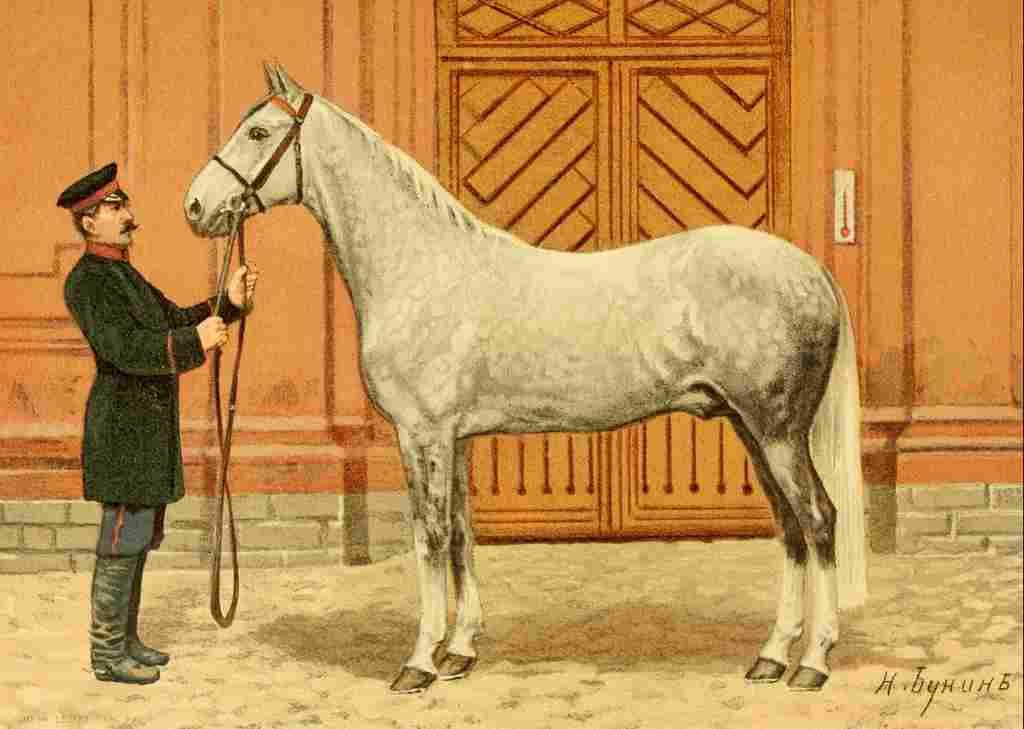 Bounine M Les Races Chevalines 1894 Boukharetz A4 Photo Print