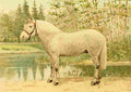 Bounine M Les Races Chevalines 1894 Ixe A4 Photo Print