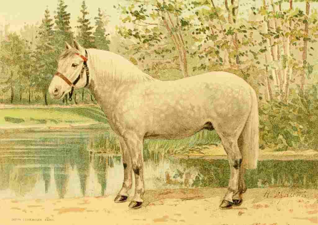 Bounine M Les Races Chevalines 1894 Ixe A4 Photo Print