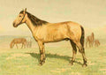 Bounine M Les Races Chevalines 1894 Joupel A4 Photo Print