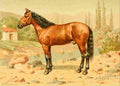 Bounine M Les Races Chevalines 1894 Krime A4 Photo Print