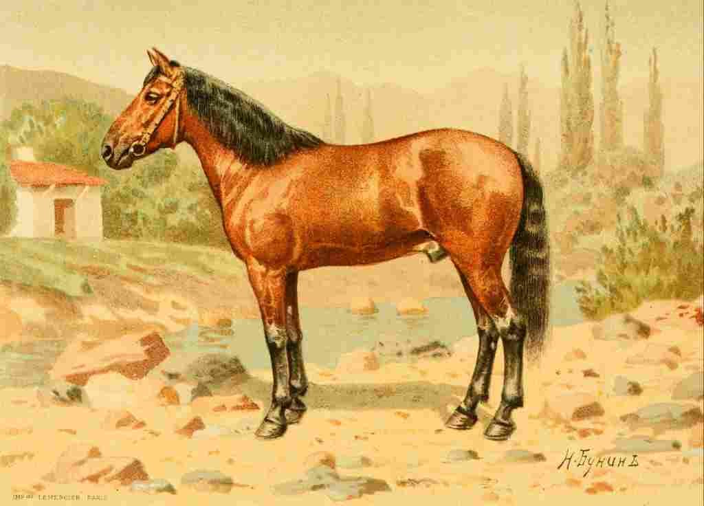 Bounine M Les Races Chevalines 1894 Krime A4 Photo Print