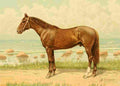 Bounine M Les Races Chevalines 1894 Magnat A4 Photo Print