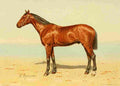 Bounine M Les Races Chevalines 1894 Middleton A4 Photo Print