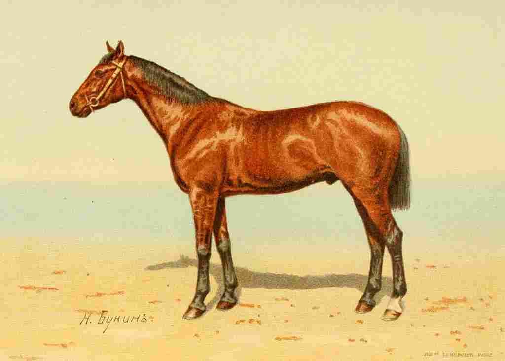 Bounine M Les Races Chevalines 1894 Middleton A4 Photo Print