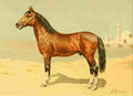 Bounine M Les Races Chevalines 1894 Pacha A4 Photo Print