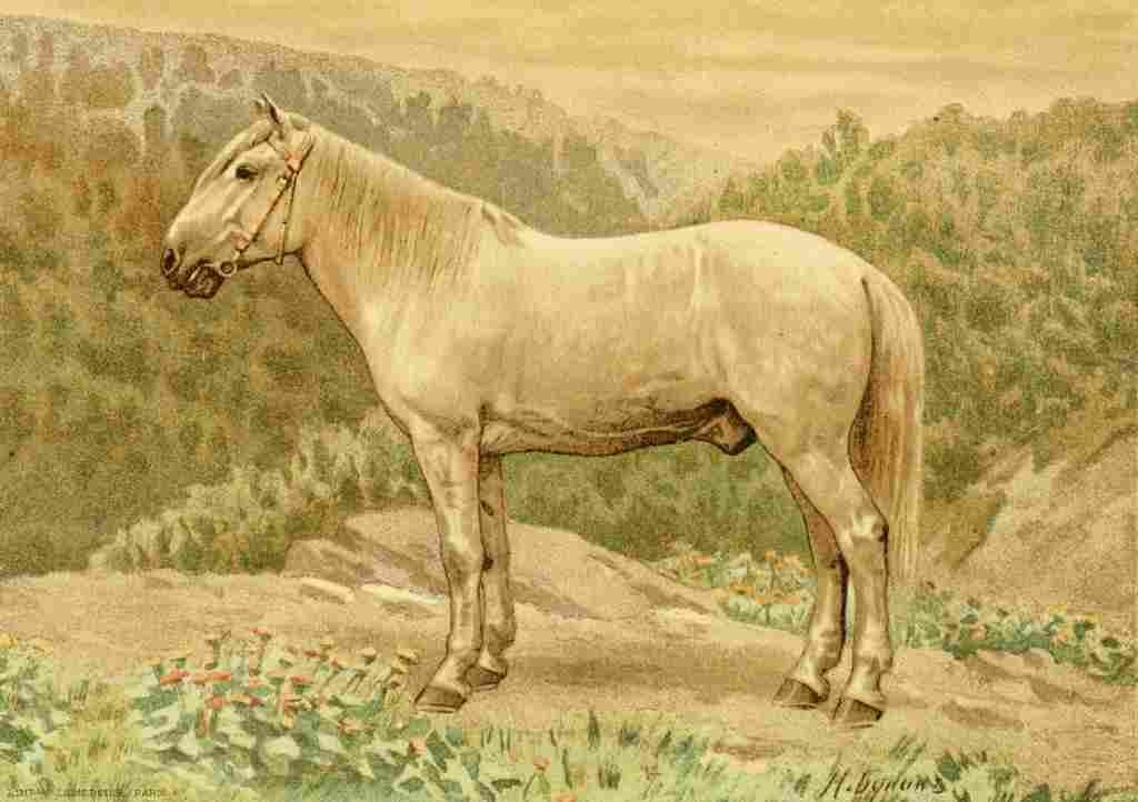 Bounine M Les Races Chevalines 1894 Serko A4 Photo Print