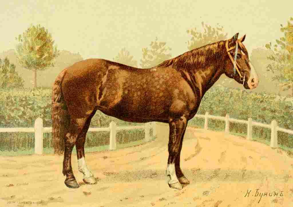 Bounine M Les Races Chevalines 1894 Suomi A4 Photo Print