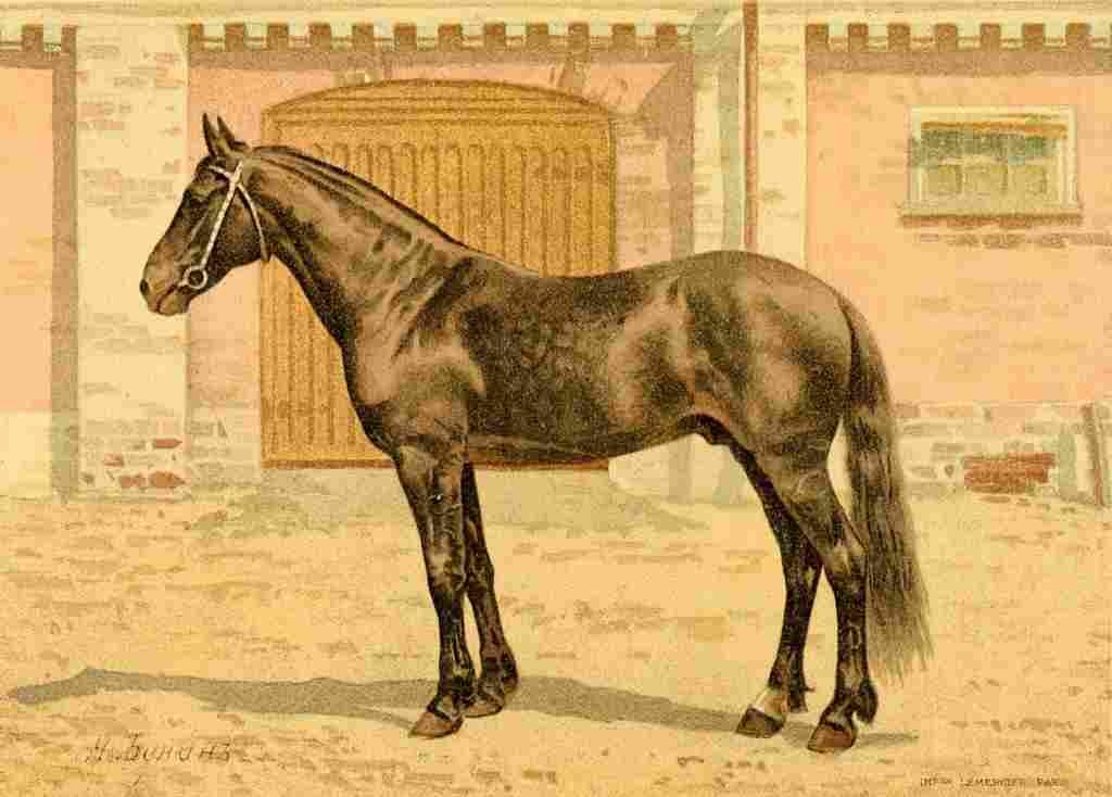 Bounine M Les Races Chevalines 1894 Tcharodey A4 Photo Print