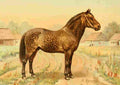 Bounine M Les Races Chevalines 1894 Zmey A4 Photo Print