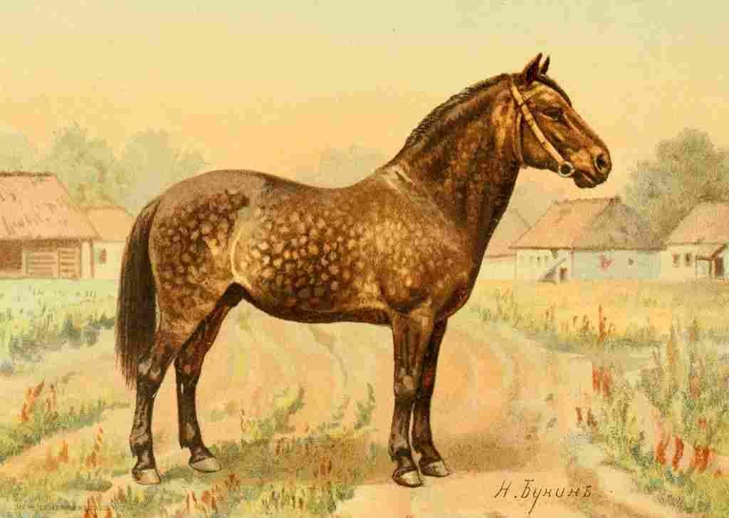 Bounine M Les Races Chevalines 1894 Zmey A4 Photo Print