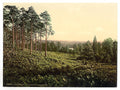 Brackendale Estade Camberley Vintage A4 Photo Print