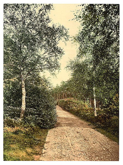 Brackendale the drive Camberley Vintage A4 Photo Print