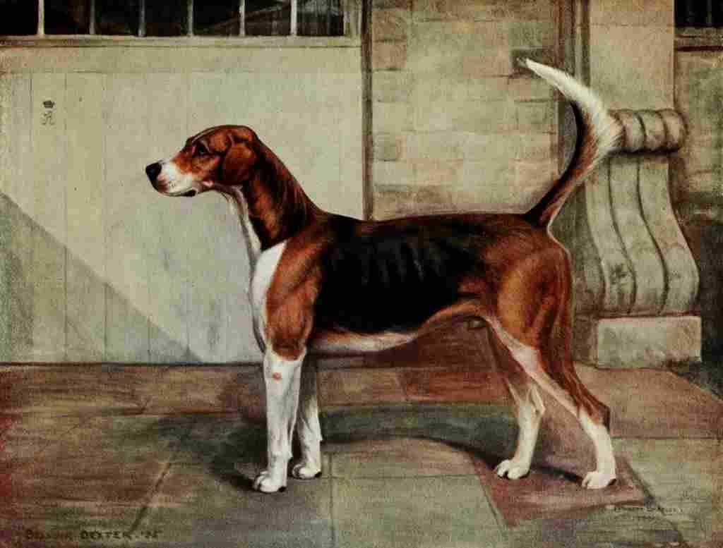 Bradley C 1914 Belvoir Dexter A4 Photo Print