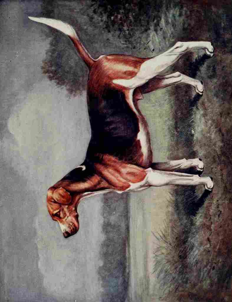 Bradley Cuthbert 1914 The Duke of Beauforts Vaulter A4 Photo Print