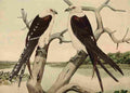 Brasher Rex 1919 Swallow tailed Kite A4 Photo Print