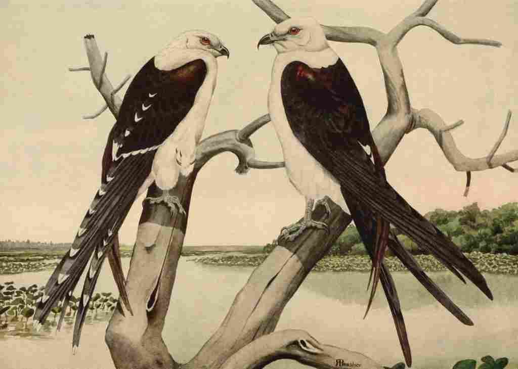 Brasher Rex 1919 Swallow tailed Kite A4 Photo Print