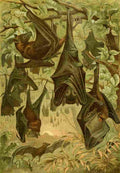 Brehms Tierleben 1893 Flying Fox Bats A4 Photo Print