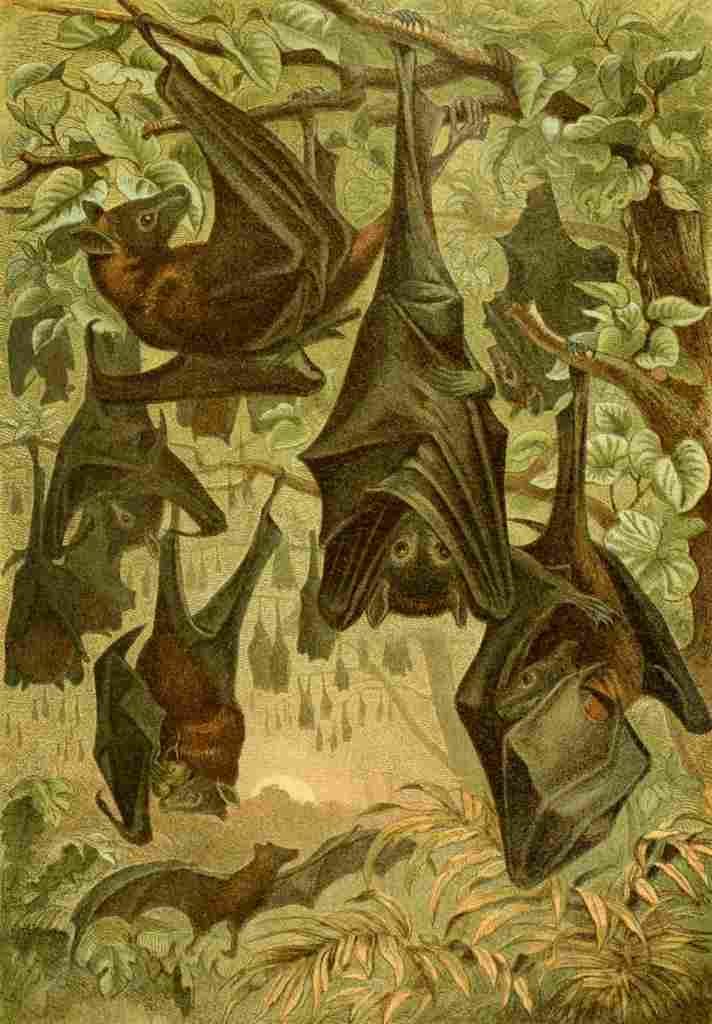 Brehms Tierleben 1893 Flying Fox Bats A4 Photo Print