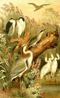 Brehms Tierleben 1893 Herons A4 Photo Print