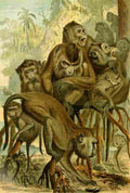 Brehms Tierleben 1893 Macaque A4 Photo Print