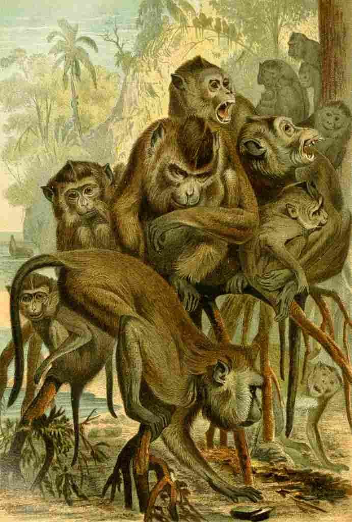 Brehms Tierleben 1893 Macaque A4 Photo Print