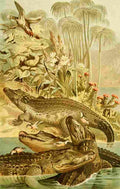 Brehms Tierleben 1893 Nile Crocodile A4 Photo Print