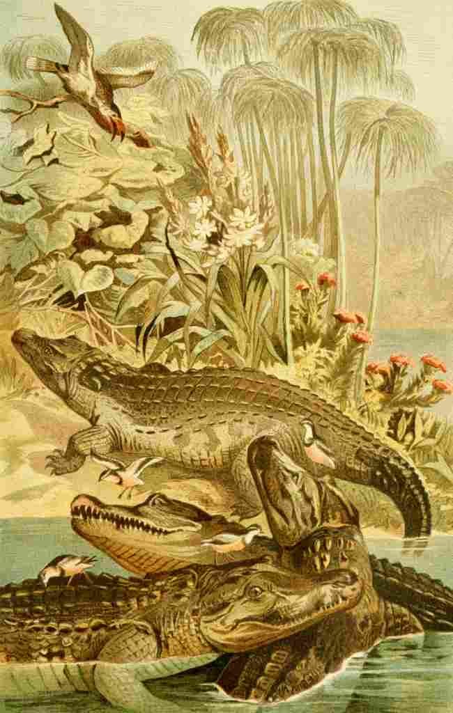 Brehms Tierleben 1893 Nile Crocodile A4 Photo Print