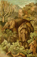 Brehms Tierleben 1900 African Elephant A4 Photo Print