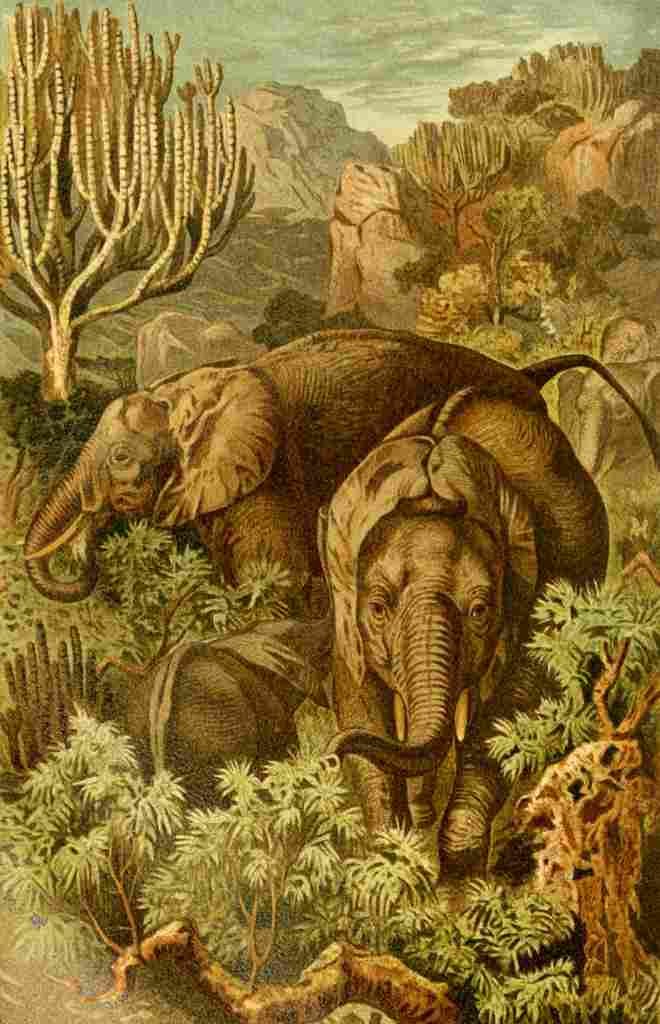 Brehms Tierleben 1900 African Elephant A4 Photo Print