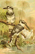 Brehms Tierleben 1900 Black & White Kingfisher A4 Photo Print