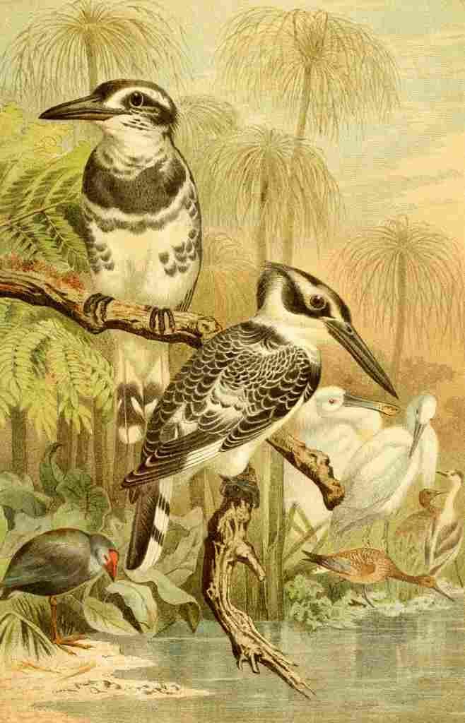 Brehms Tierleben 1900 Black & White Kingfisher A4 Photo Print