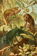Brehms Tierleben 1900 Chameleon A4 Photo Print