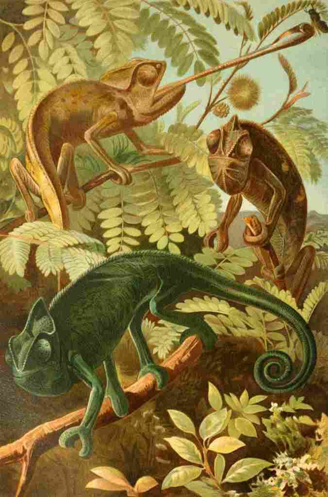 Brehms Tierleben 1900 Chameleon A4 Photo Print