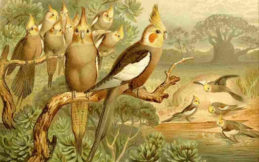 Brehms Tierleben 1900 Cockatiel A4 Photo Print