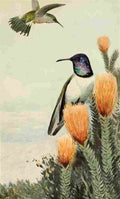 Brehms Tierleben 1900 Ecuadorian Hillstar A4 Photo Print
