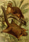 Brehms Tierleben 1900 Flying Squirrel A4 Photo Print