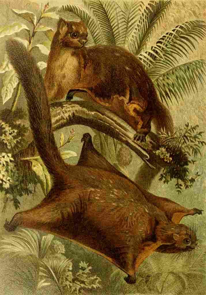 Brehms Tierleben 1900 Flying Squirrel A4 Photo Print