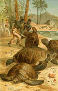 Brehms Tierleben 1900 Green Sea Turtle A4 Photo Print