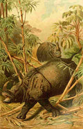 Brehms Tierleben 1900 Rhinocerous A4 Photo Print