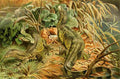 Brehms Tierleben 1900 Water monitor A4 Photo Print