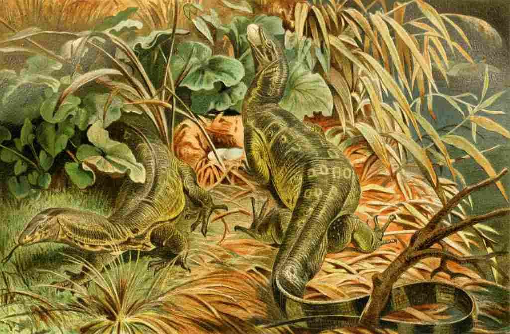 Brehms Tierleben 1900 Water monitor A4 Photo Print