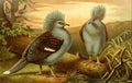 Brehms Tierleben 1900 Western Crowned Pigeon A4 Photo Print