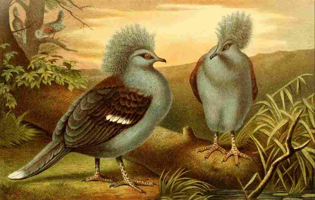 Brehms Tierleben 1900 Western Crowned Pigeon A4 Photo Print