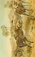 Brehms Tierleben 1900 Zebras A4 Photo Print