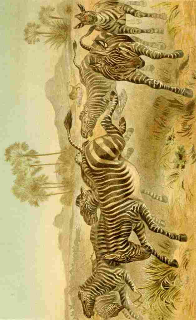 Brehms Tierleben 1900 Zebras A4 Photo Print